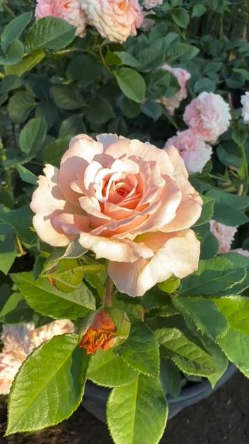 Роза флорибунда Кремоза (Floribunda Kremosa) — это декоративный сорт роз