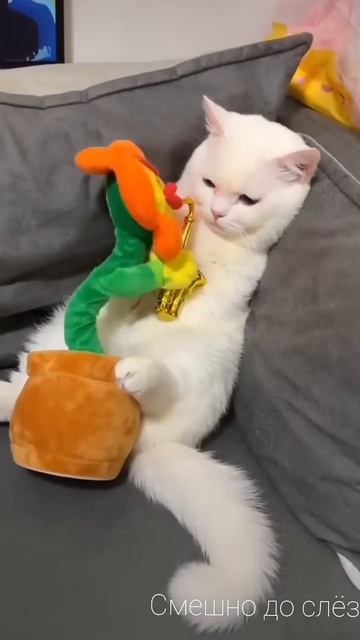 Смешные_животные_Приколы_с_котами_Я_банан_Смешно_до_слёз_Ржу_не