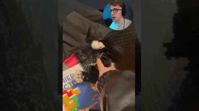 Полный провал охоты! 😂 Кто у вас так боится пылесоса? #мойпитомец #кот #юмор #рекомендации