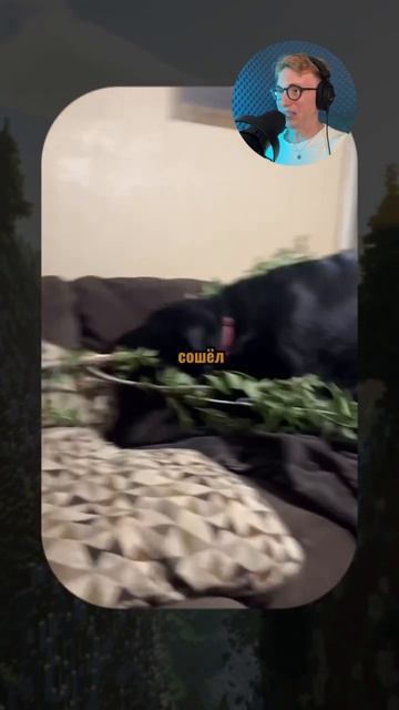 Когда питомцы ведут себя как люди... 🤣 #ЗвериныйЮмор #ТрендыТикТок #УгарныеМоменты