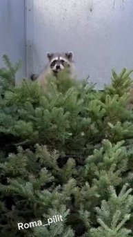 #Елка #Еноты #милота #животные #интересночтоэто