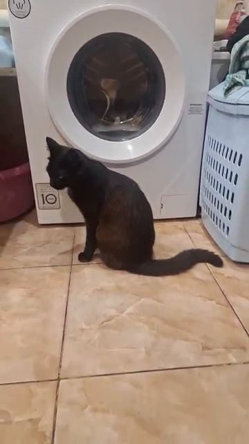 котик стирает бельё