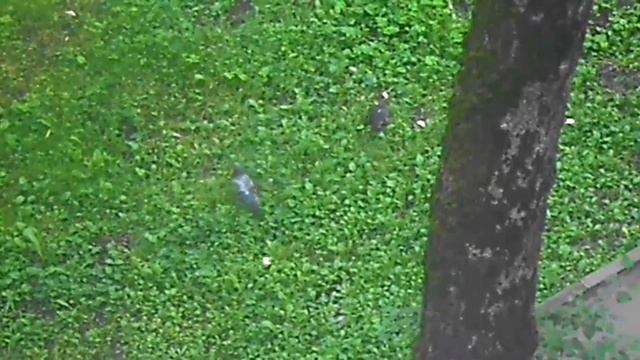 Кормление голубей. 1754677553543