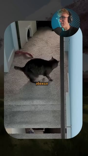 Дикий треш, но это питомцы! 🤪 #ХаосВКадре #ЗвериныйРжач #ТрендТикТок