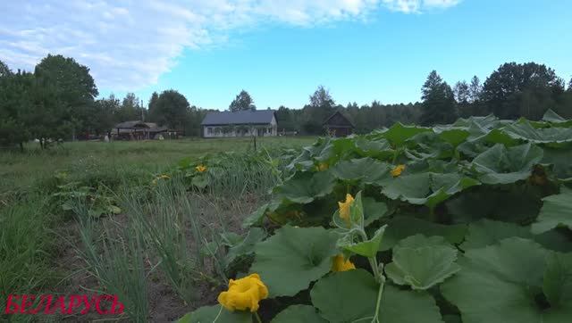 XУTOP НА БOЛOTE. С ЯЙЦАМИ ПРОБЛЕМА , ЕДУ к СПЕЦИАЛИСТУ!