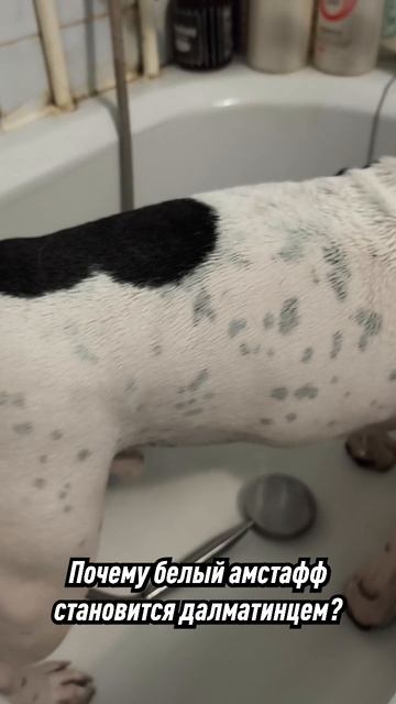 Почему белые Амстаффы с возрастом покрываются пятнами? #dog #amstaff #staff #собаки