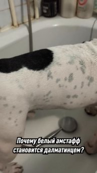 Почему белые Амстаффы с возрастом покрываются пятнами? #dog #amstaff #staff #собаки