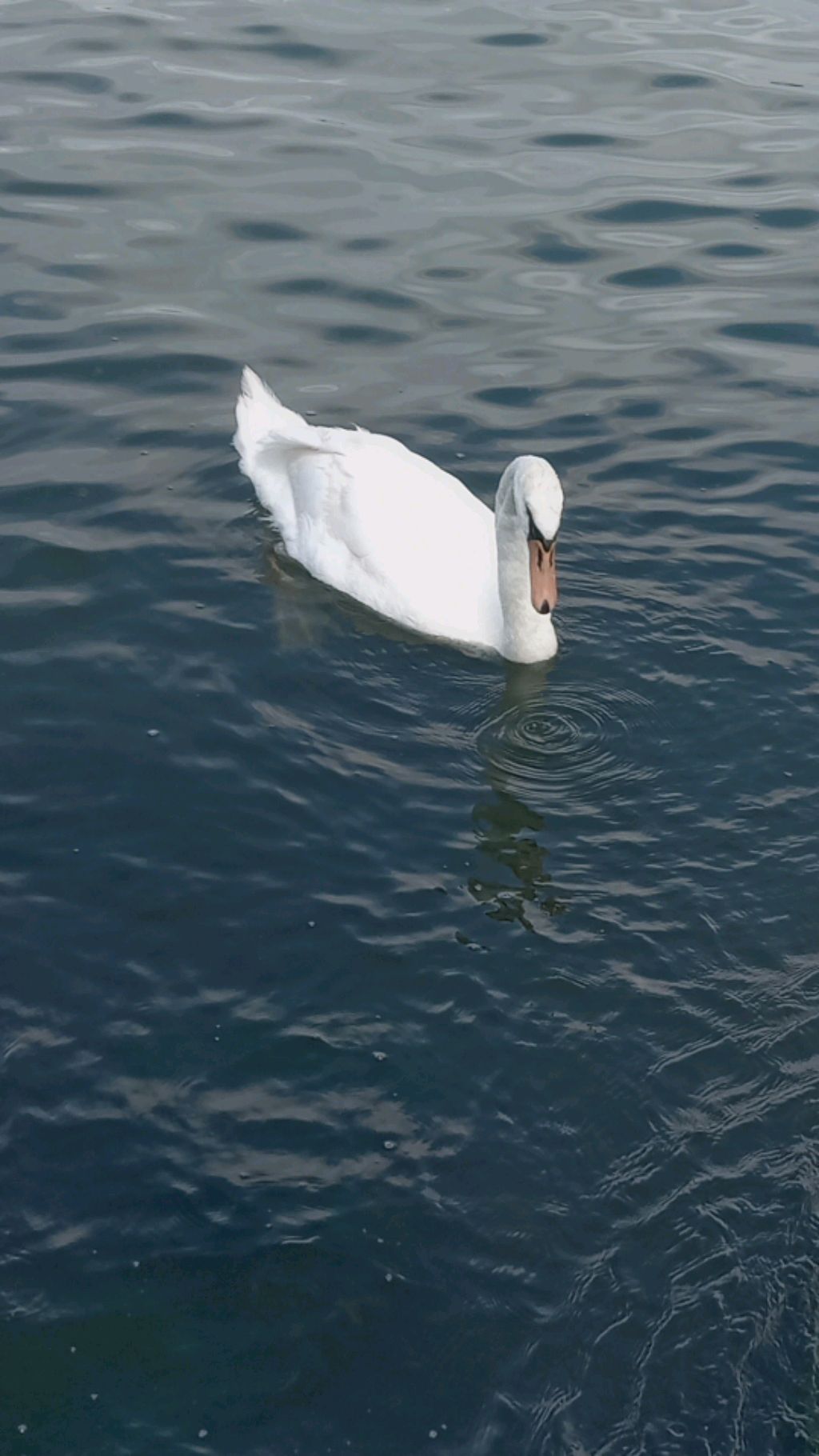 Лебедь из Калининграда летнее озеро прямой эфир