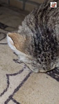 К Пусе в гости заглянул голодный папаша Матроскин 🌜😻❤️😼🌭