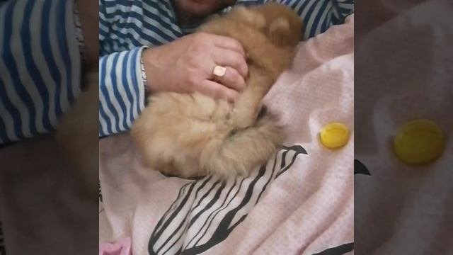 Малышка Мышка сама нежность. Игры с папочкой.