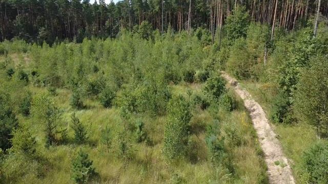 В лесу 10.08.25