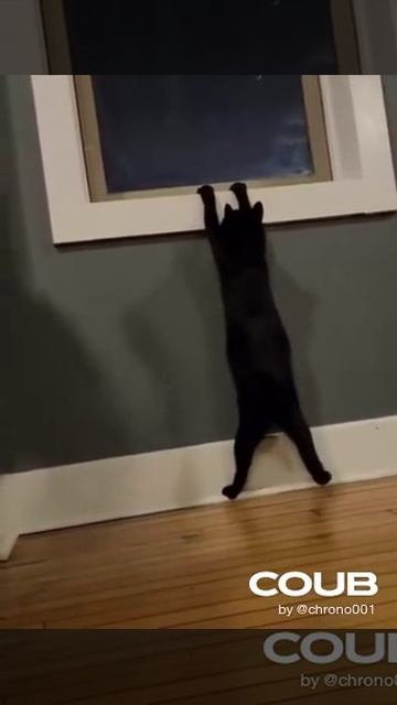 1754660940_looped_1754660939