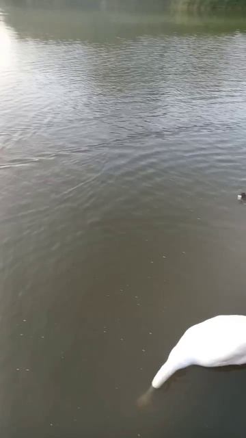 Лебеди из летнего озера (эпизод 3) лебедята больше не осталось из-за перекорма хлебом 13 июня 2025 г