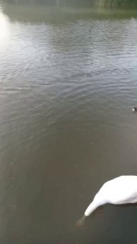 Лебеди из летнего озера (эпизод 3) лебедята больше не осталось из-за перекорма хлебом 13 июня 2025 г