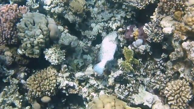 Домашний риф отелей Grand Makadi и Makadi Palace, Макади, Египет