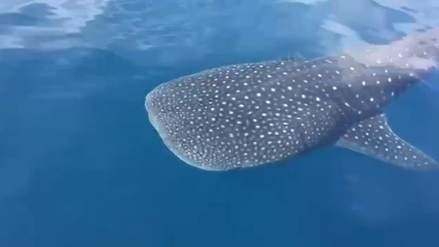 Видео с экскурсий