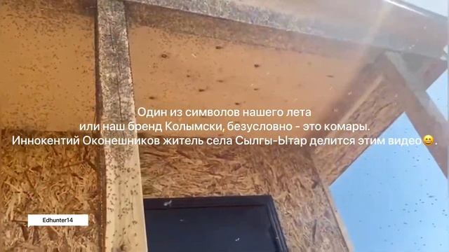 Комары Якутии 2023
