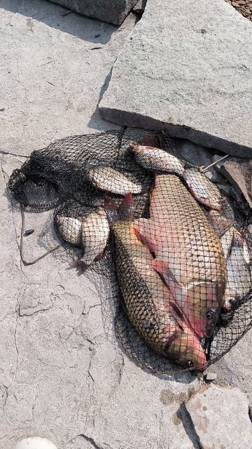 Огромные сазаны на самодельную кормушку