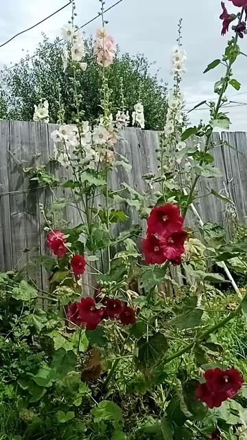 Лилии снова