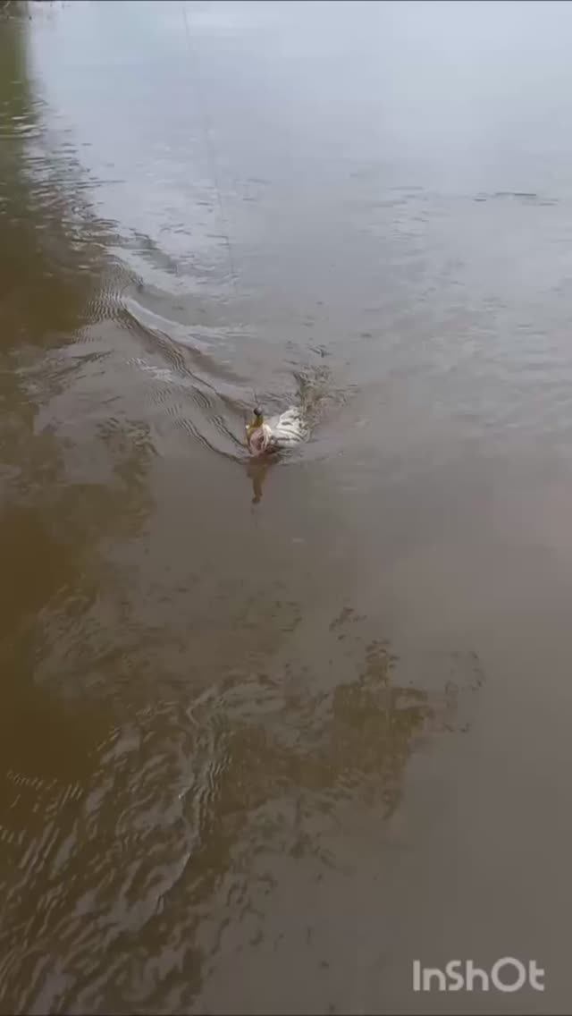 Рыбалка на ауху