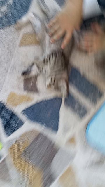 обзор на модели зая3008 и кися3007