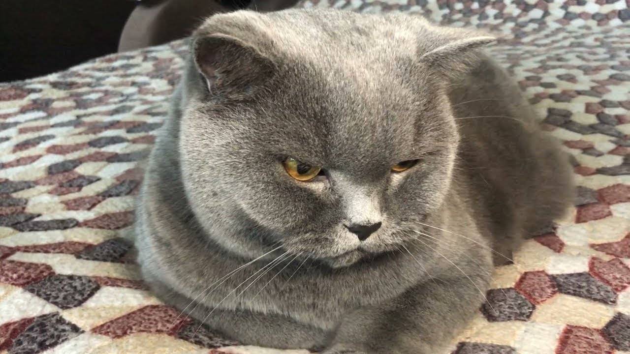 Отзыв на британского кота😽Стоит ли его заводить？ Характер тот ещё