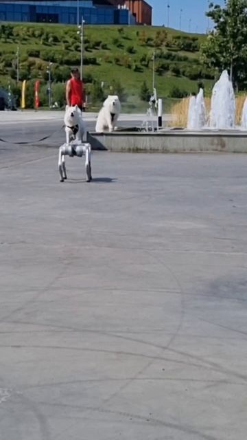 petal_20250805_064541.mp4