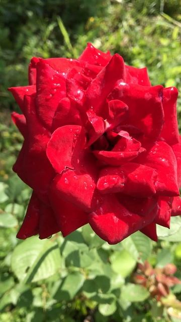 Нежность Сибирского лета | Алая роза на ветру | Лето 2024 #лето2024 #роза #майлисайрус