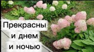 Метельчатые гортензии днем и ночью