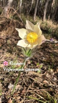 Утренние цветы и муравьи в Москве #цветы #муравьи #утро #москва #flowers #morningflowers