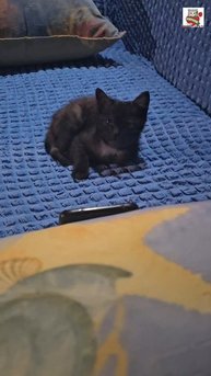Пискунчик перед сном смотрел на Звёзды 🌟👸🌟❤️🐈⬛