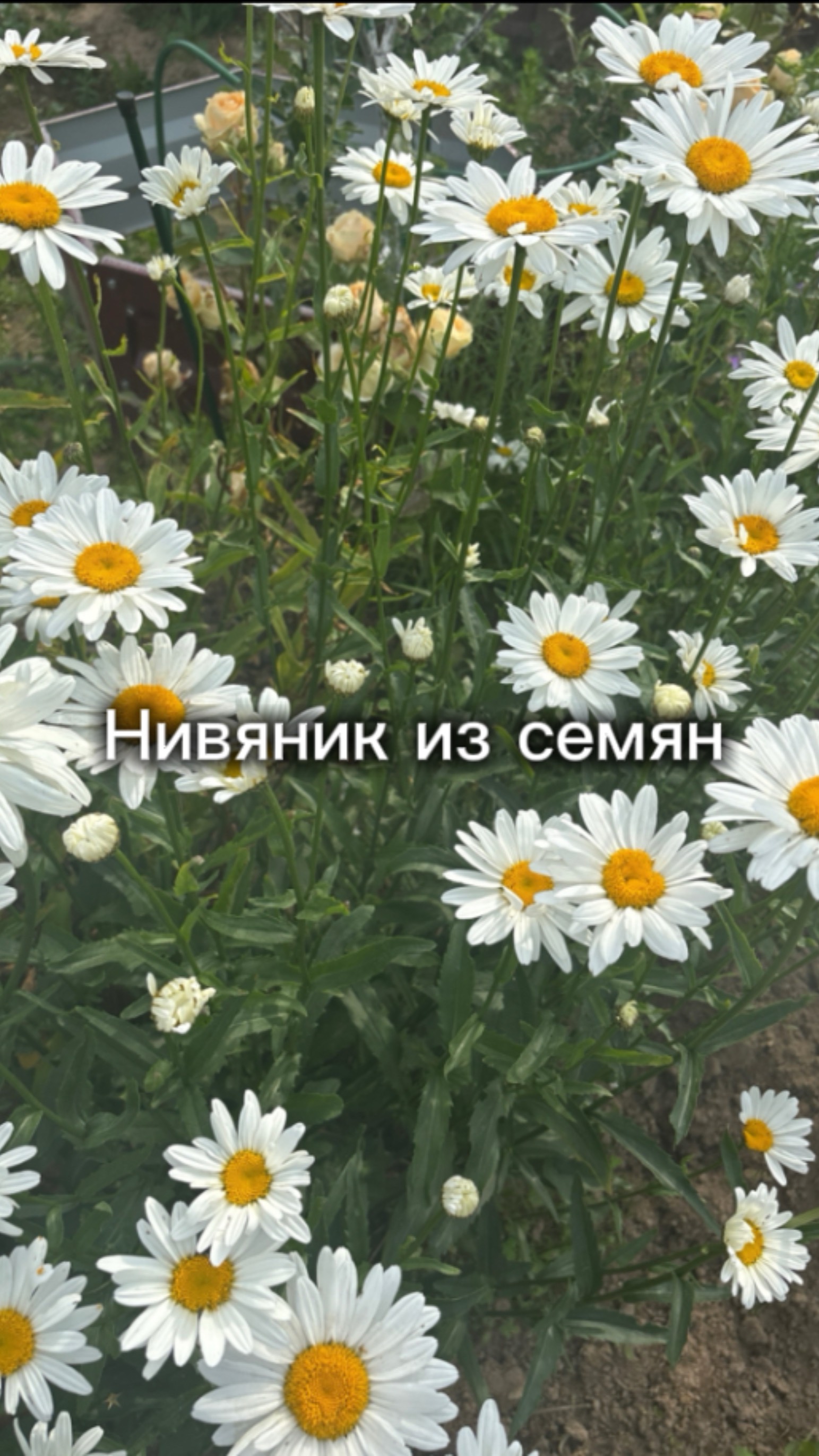 Нивяник из семян