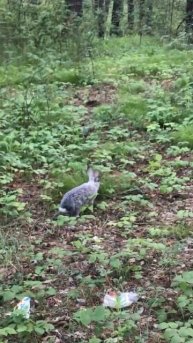 31.05.2024 г. Заяц в Бердске #бердск #заяц #зайцы #утекай #май2024