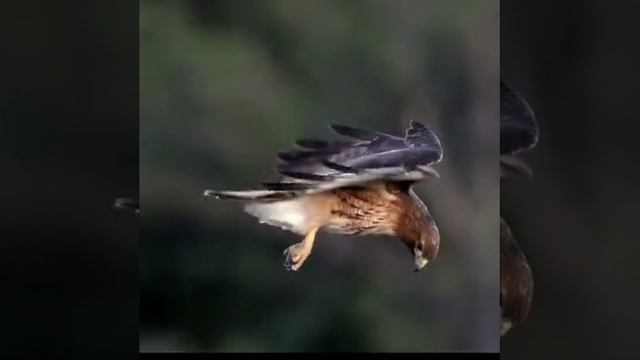 ВИДЕО 📹 НОМЕР ☎️ 7 ))) СМЕШНЫЕ ВИДЕО / СМЕШНЫЕ ВИДЕО ПОСМЕШНЕЙ / СМЕШНЫЕ ВИДЕО ПРО / САМЫЕ ВИДЕО