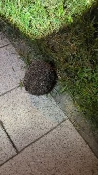 Ёжик парк Митино