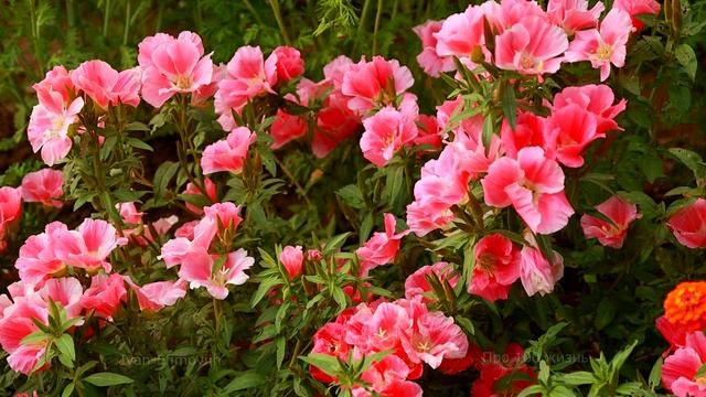 Про100 красиво.