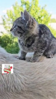 Вербуся для Баксика самая самая 🌞😻❤️💐🐶