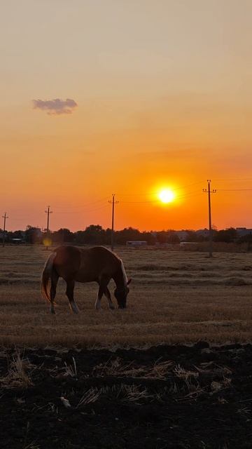 🚙🌄🐎 по дороге домой...