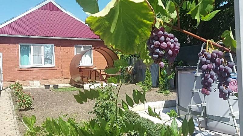 Дело - шляпа? Влог за 11.08.2025г.