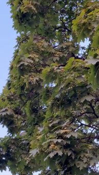 video_2025-08-11_10-10-48