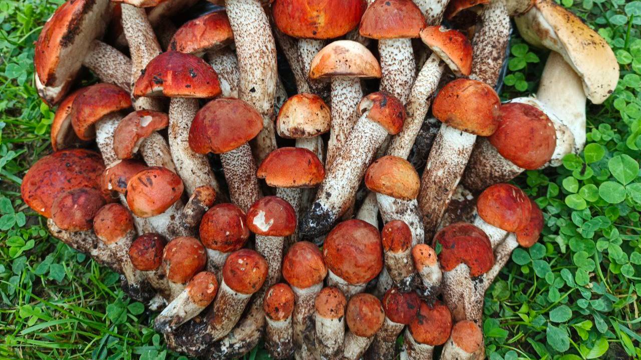 Шок!! Подосиновики везде!!!! Виктория жжот! 11.08.25