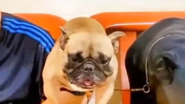 ВИДЕО 📹  НОМЕР ☎️  5 ))) СМЕШНЫЕ ВИДЕО / СМЕШНЫЕ ВИДЕО ПОСМЕШНЕЙ / СМЕШНЫЕ ВИДЕО ПРО / САМЫЕ ВИДЕО