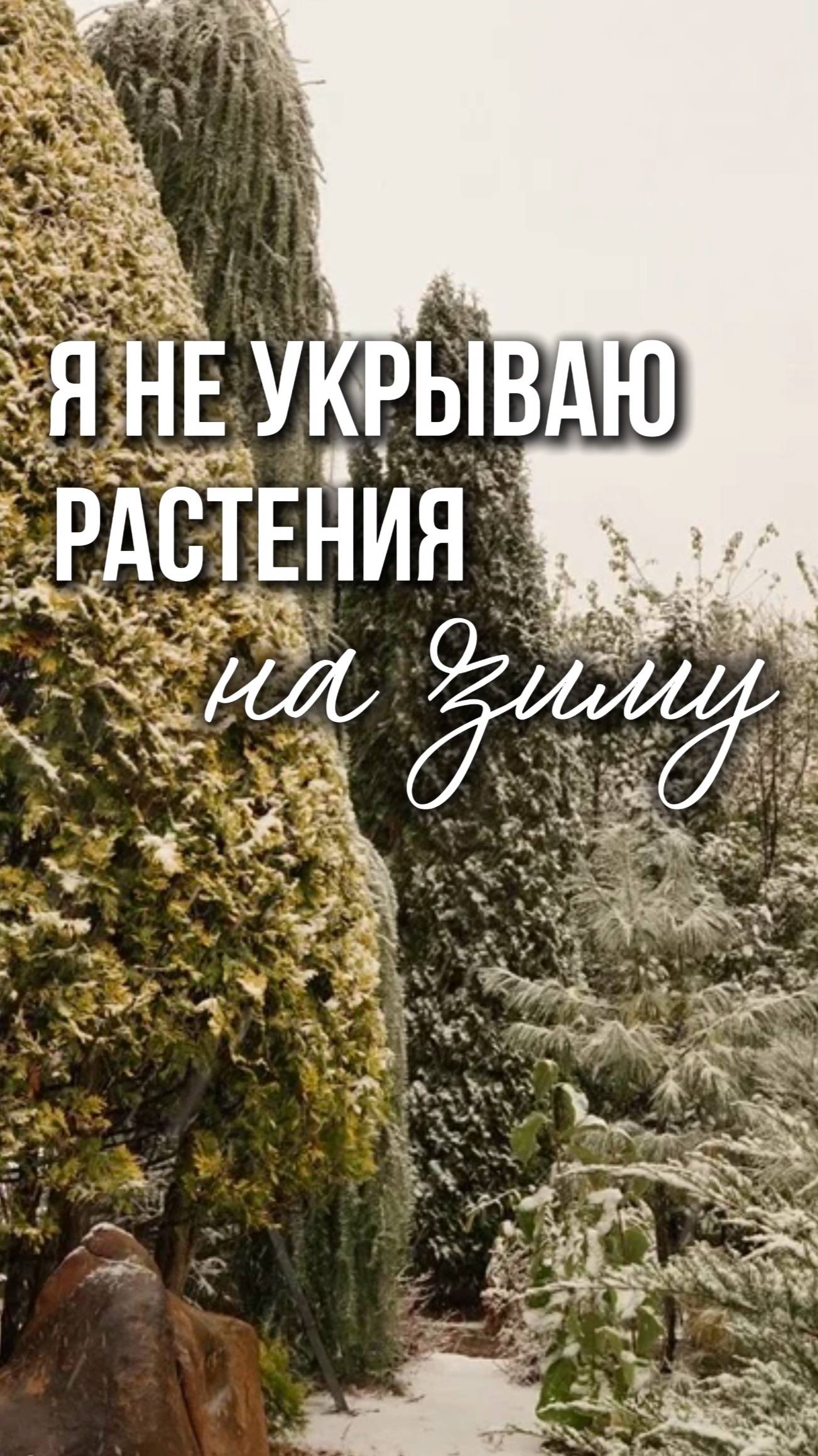 Я не укрываю растения на зиму