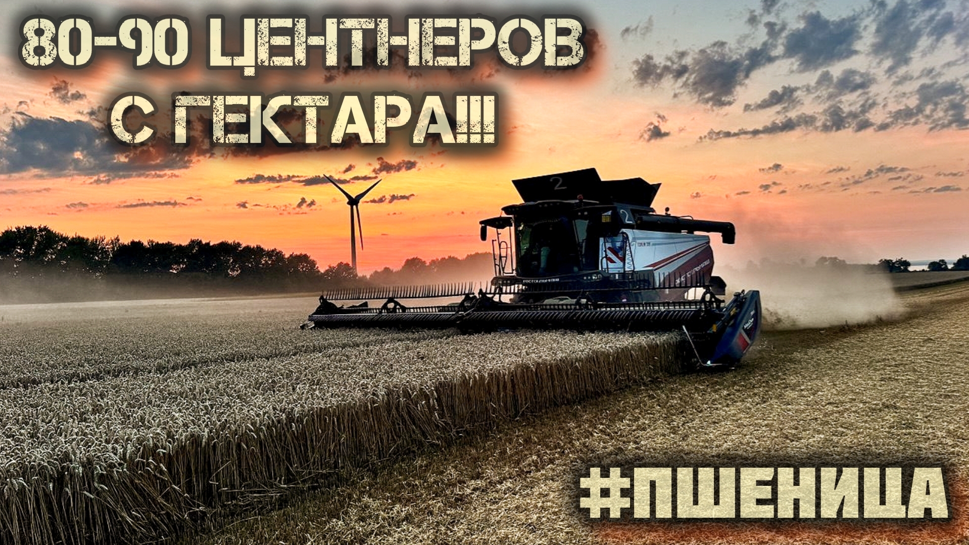 УБОРКА ПШЕНИЦЫ 2025/КОМБАЙНЫ ТОРУМ В ДЕЛЕ/ХОРОШИЙ УРОЖАЙ/БОЛЬШАЯ ВЛАЖНОСТЬ