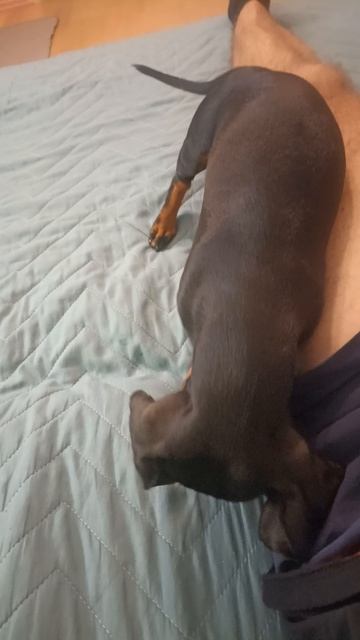 такса подкоп на диване