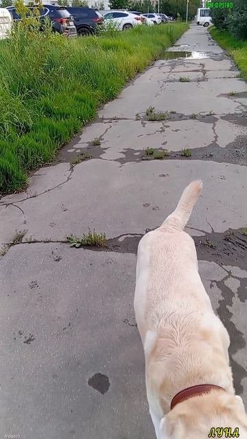 В общем и в целом