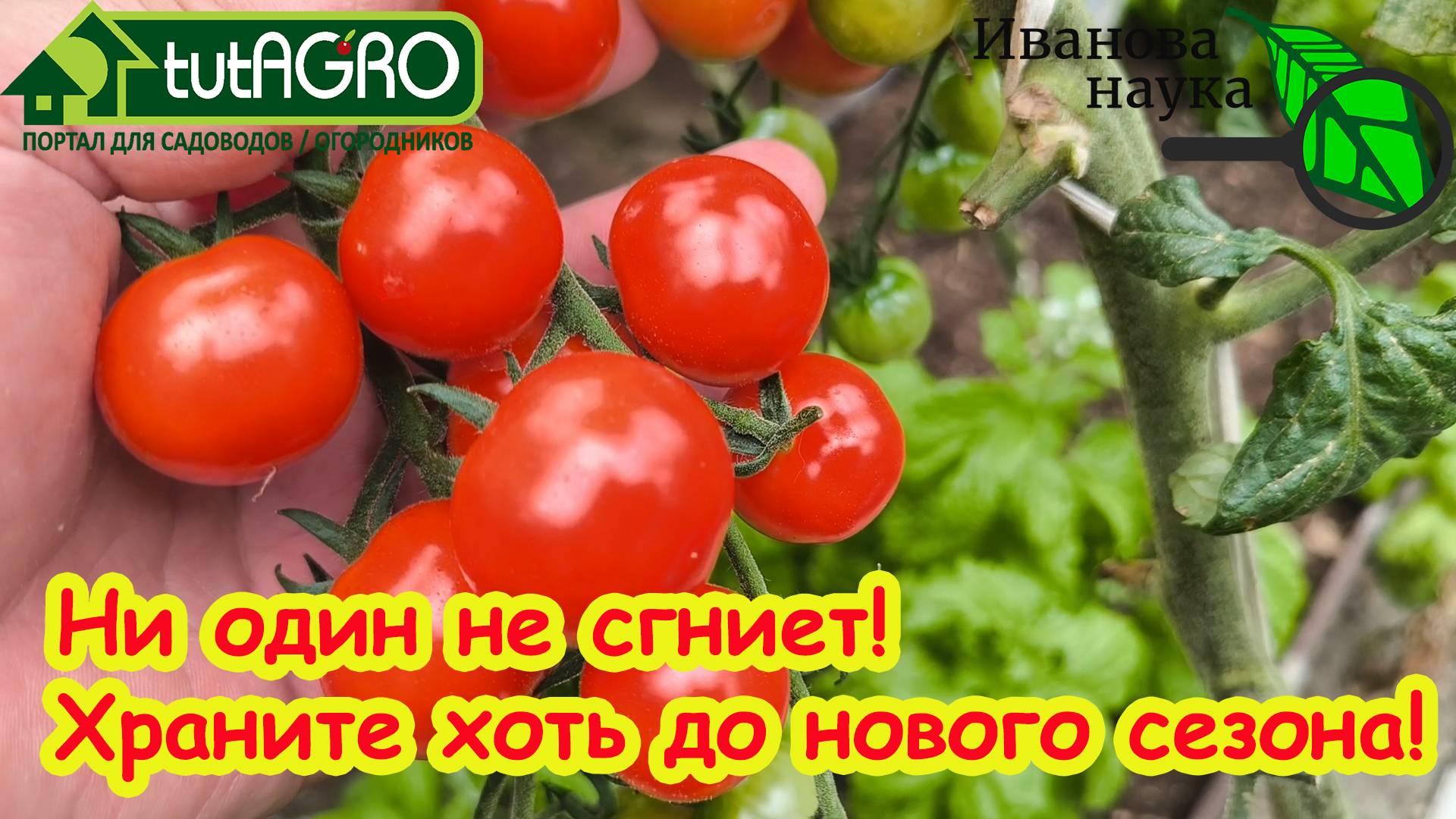 Этот трюк сохранит ваши помидоры и огурцы свежими до Нового года! Метод хранения томатов и огурцов.