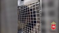 Сотрудники Госавтоинспекции задержали водителя, перевозившего животное, занесенное в Красную книгу