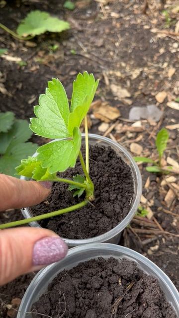 Рассада клубники, укоренение усиков #клубника #рассада