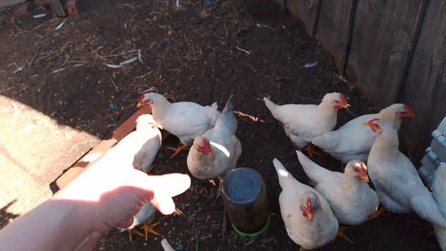 наши новости с хозяйства